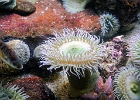 LB Aquarium anemone